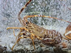 Dancing Lobster Restaurant Portughez cu Pește și Fructe de Mare - image 8