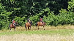 Equestrian Dreams - image 2