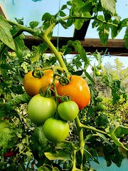 Ferma agroturistica Valea Soarelui - image 4