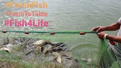 Fish4Life - image 2