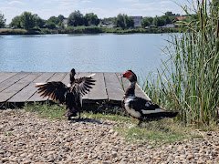 Lacul Nicmar Clinceni - image 10