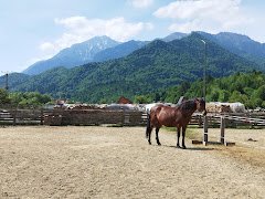 Maggie's Ranch - image 9